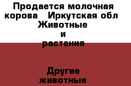 Продается молочная корова - Иркутская обл. Животные и растения » Другие животные   